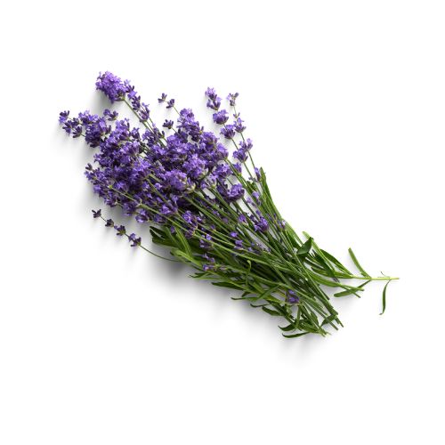 Lavanda_Orgánica_Ingrediente_Natural_Mipelazo